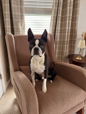 Image post by @mulliganthebostonterrier on Instagram