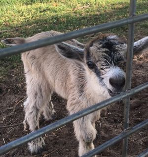 Image post by @southernbellefarm on Instagram