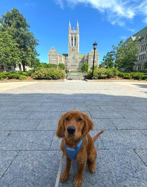 Image post by @bostoncollege on Instagram