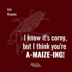 Image post by @txextension on Instagram