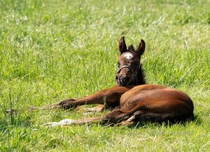 Image post by @thoroughbred_daily_news on Instagram