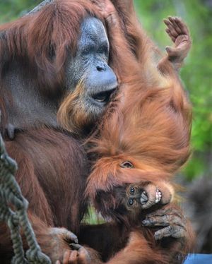 Image post by @sandiegozoo on Instagram