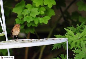 Image post by @rspb on Instagram