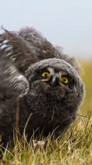 Video post by @bbcearth on Instagram