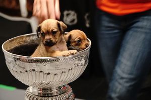 Image post by @capitals on Instagram