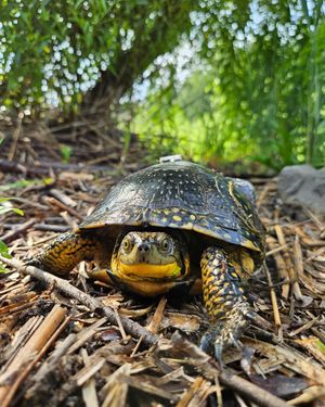 Image post by @thetorontozoo on Instagram