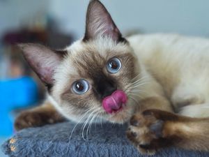 Image post by @animalplanet on Instagram