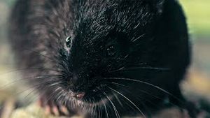 Video post by @bbcearth on YouTube