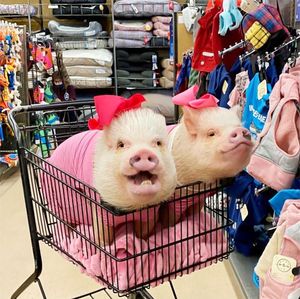 Image post by @petco on Instagram