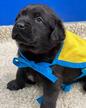 Image post by @canineorg on Instagram