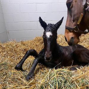 Image post by @godolphin on Instagram