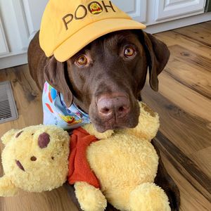 Image post by @disneypets on Instagram