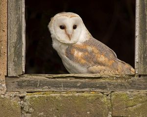 Image post by @rspb on Instagram