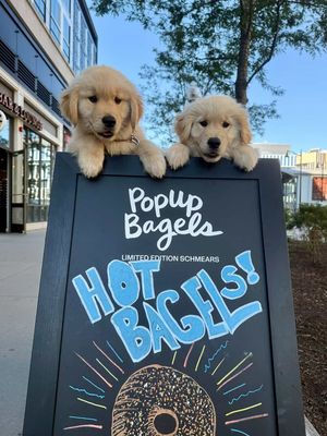 Image post by @popupbagels on Instagram