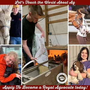 Image post by @american_royal on Instagram