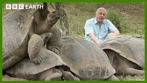 Video post by @bbcearth on YouTube