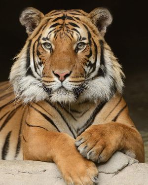 Image post by @sandiegozoo on Instagram