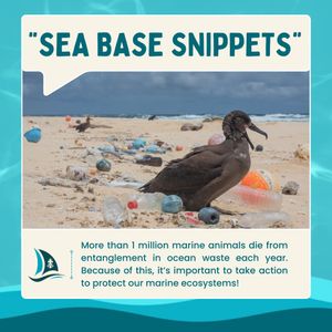 Image post by @longbeachseabase on Instagram