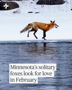 Image post by @startribune on Instagram