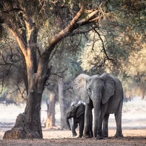 Image post by @chiawasafaris on Instagram