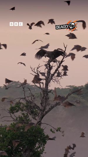 Video post by @bbcearth on TikTok