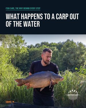 Image post by @brothercarp on Instagram