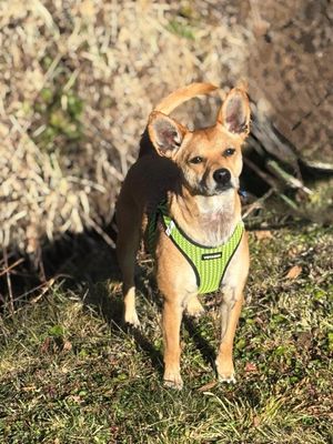 Image post by @northmeckanimalrescue on Instagram