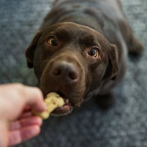 Image post by @animalplanet on Instagram