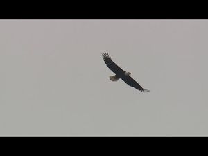 Video post by @Wqadnews8 on YouTube