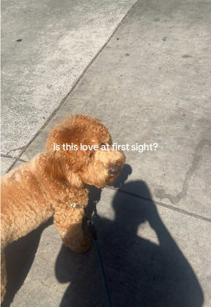 Video post by @tedflixnchill on TikTok