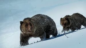 Video post by @bbcearth on YouTube