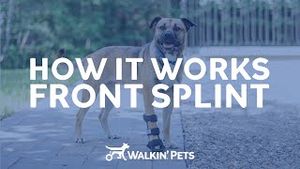 Video post by @walkinpets on YouTube