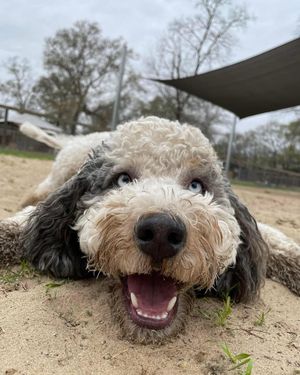 Image post by @triumphpetfood on Instagram
