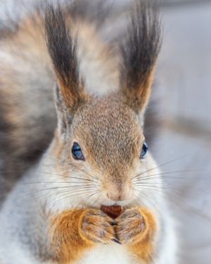 Image post by @animalplanet on Instagram