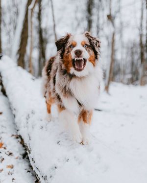 Image post by @pupfluence on Instagram