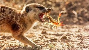 Video post by @bbcearth on YouTube