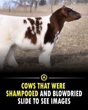 Image post by @advancible on Instagram