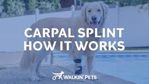 Video post by @walkinpets on YouTube