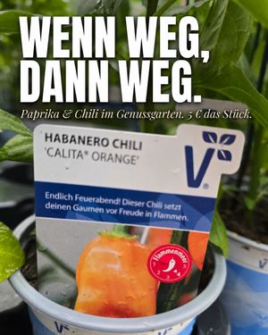 Image post by @oldenburgerwohngarten on Instagram