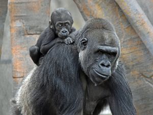 Image post by @detroitzoo on Instagram