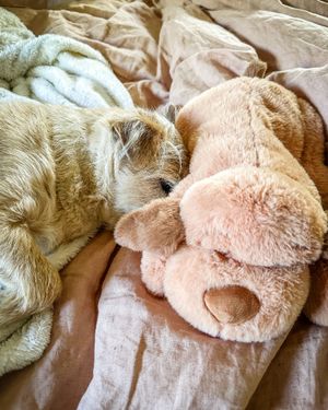 Image post by @originalsnugglepuppy on Instagram