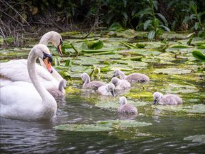Image post by @animalplanet on Instagram