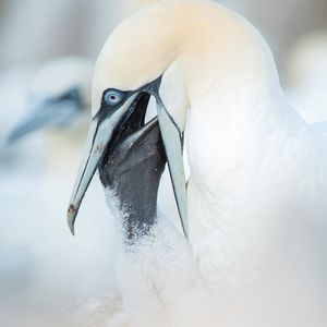 Image post by @rspb on Instagram