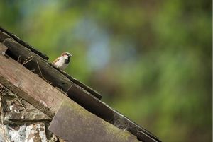 Image post by @rspb on Instagram