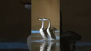 Video post by @bbcearth on YouTube