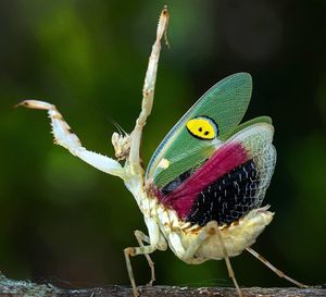 Image post by @bbcearth on Instagram