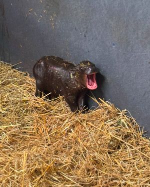 Image post by @thetorontozoo on Instagram