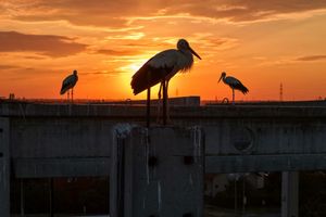 Image post by @afpphoto on Instagram