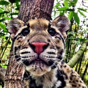 Image post by @sandiegozoo on Instagram