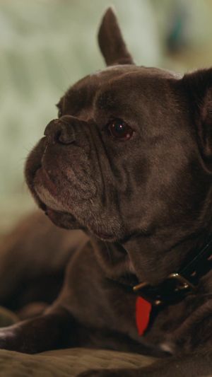 Video post by @jomalonelondon on TikTok